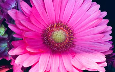 Welcome, Sweet June-