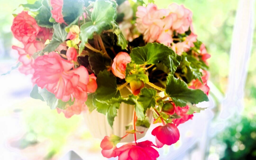 Begonia Love-