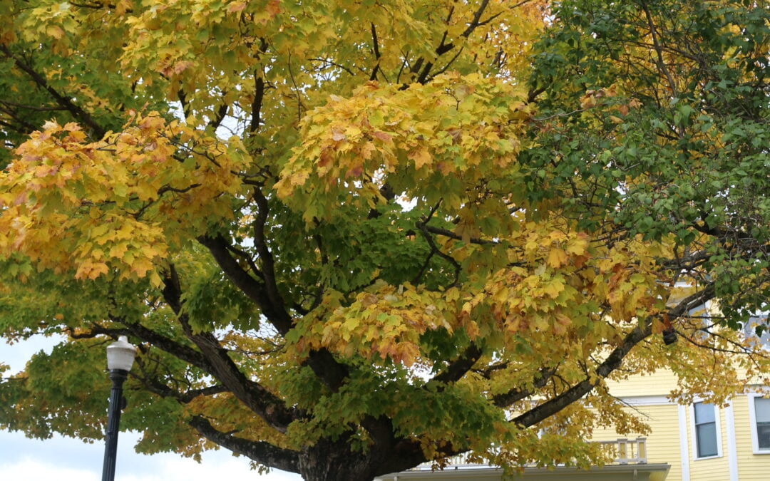 Welcome, Sweet October-