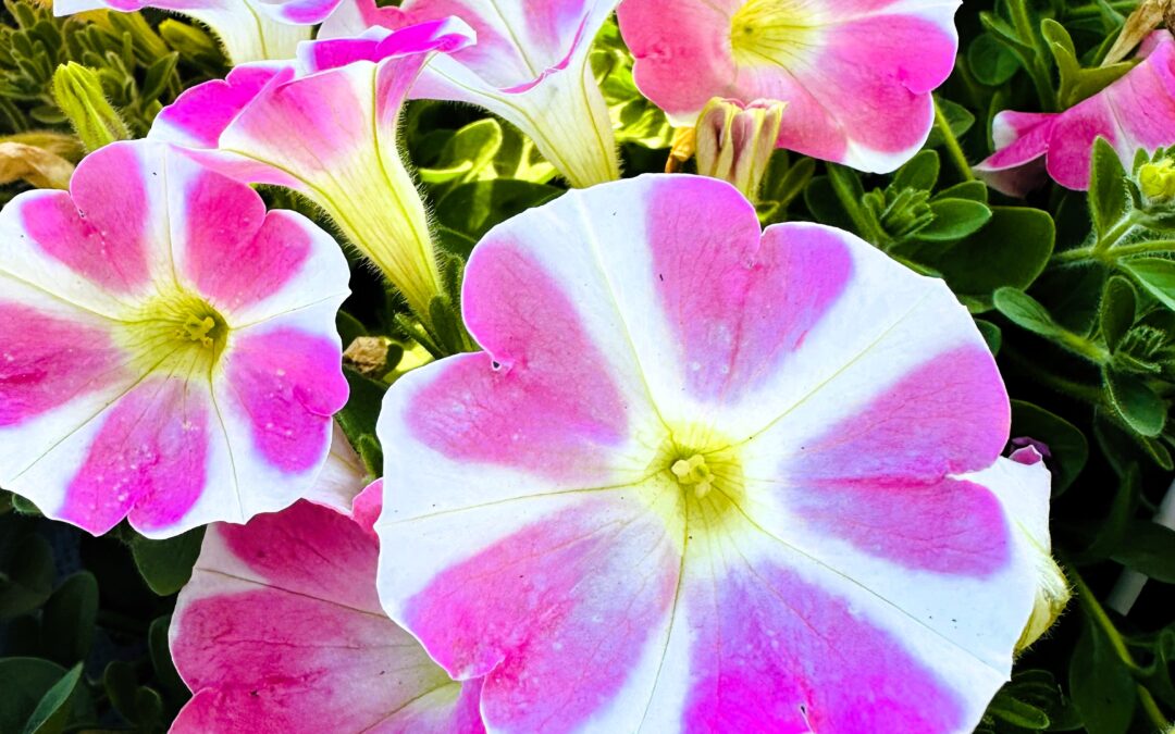 The Elixir of June-