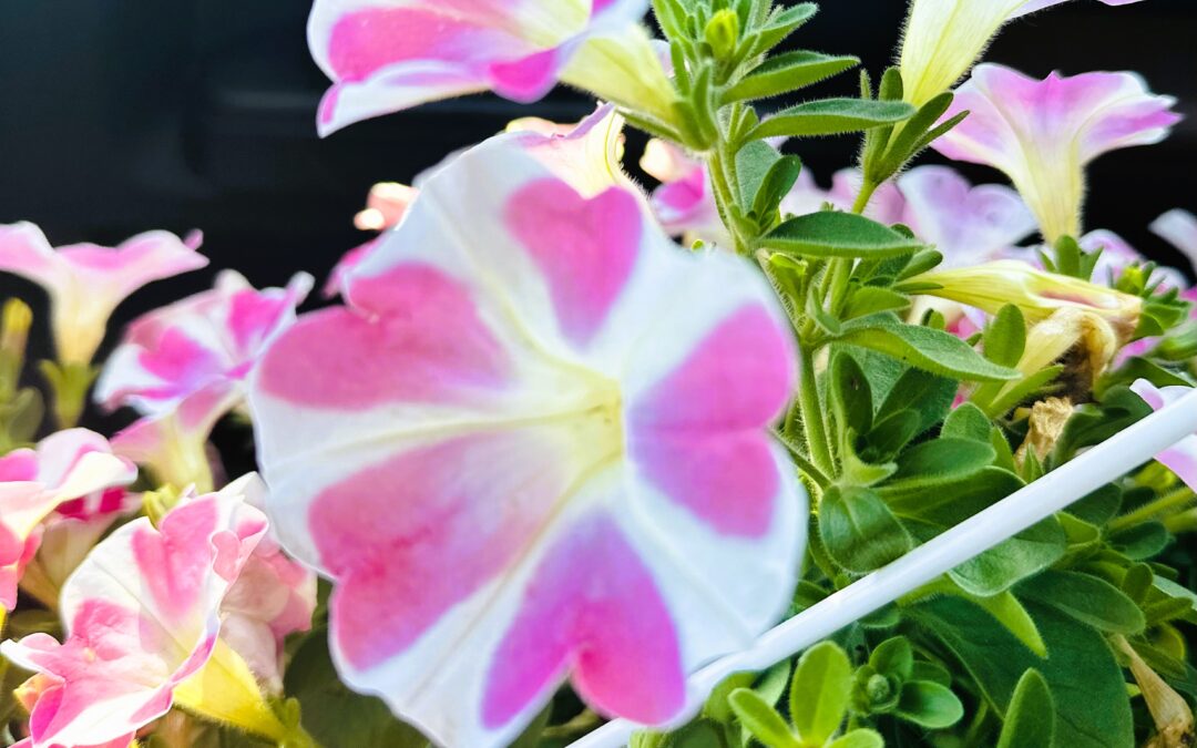 Pink Hearts-