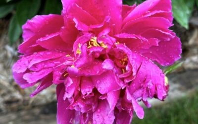 Mary’s Peonies-