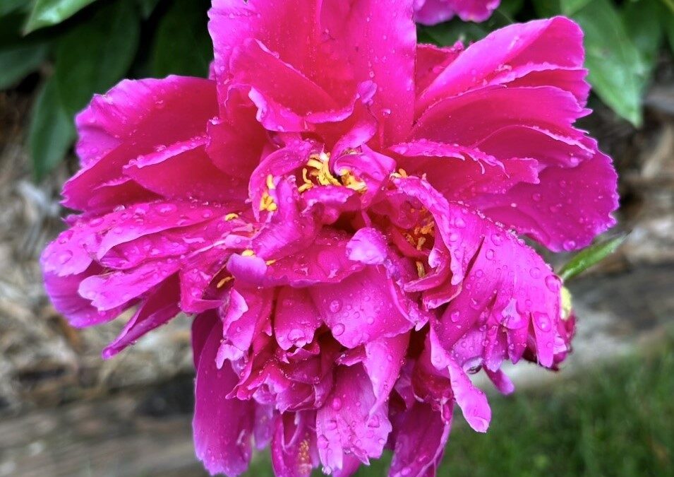 Mary’s Peonies-
