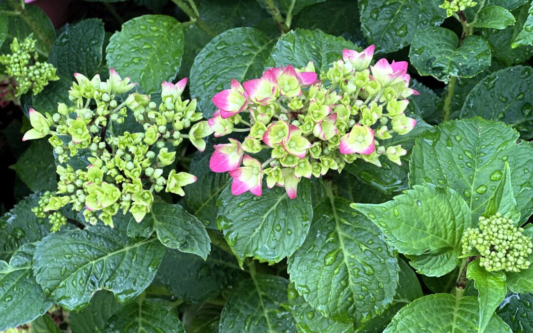 Hydrangea Love-