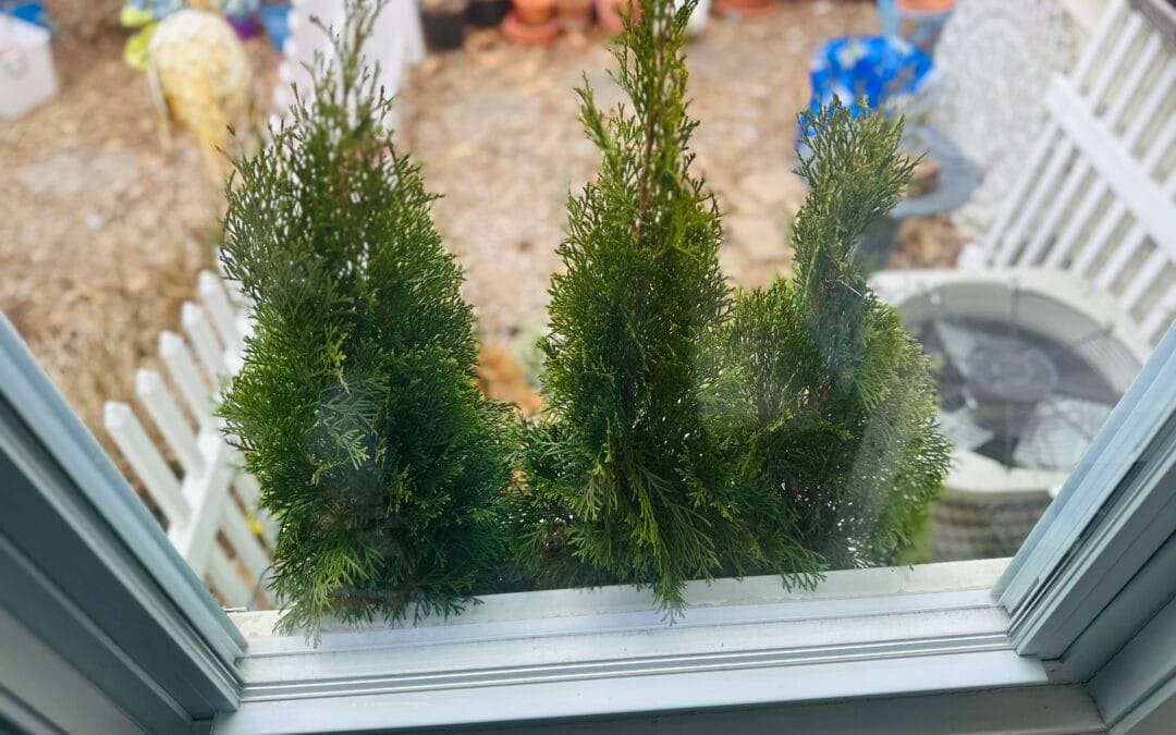 Window-Box Refresh-