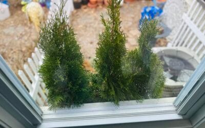 Window-Box Refresh-