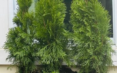 Garden Moments will return in December!-