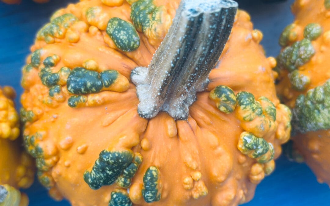 Fall Transition Begins-